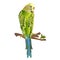 Budgerigar, home pet ,green pet parakeet or budgie or shell parakeet on a white background vintage vector illustration editable