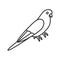 Budgerigar linear icon