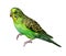 The budgerigar Melopsittacus undulatus