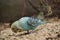 Budgerigar - Melopsittacus undulatus