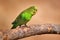 Budgerigar, Melopsittacus undulatus, long-tailed yellow green seed-eating parrot near the tree nest hole. Cute small bird in the