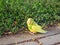 Budgerigar, parakeet, found outside, in need of rescue.