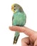 Budgerigar parakeet perched on a finger