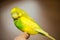 Budgerigar, parakeet, preening sitting on a finger