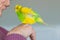 A budgerigar parakeet sitting on a senior man`s hand with her feathers all fluffed up