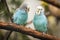 Budgerigar parakeets pair on branch.