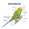 Budgerigar parrot anatomy with external zoological parts outline diagram