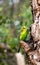 Budgerigar parrot near the nest