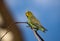 Budgerigar perched in tree in Central Australia