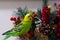 Budgerigar, pet poultry eating red berries from a Christmas wreath. Holiday, a bird nibbles with a beautiful bouquet.