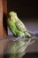 Budgerigar seed eating parrot