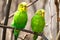 Budgerigar sits on a branch. The parrot is brightly green-colored. Bird parrot is a pet. Beautiful pet wavy parrot