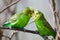 Budgerigar sits on a branch. The parrot is brightly green-colored. Bird parrot is a pet. Beautiful pet wavy parrot