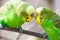 Budgerigar sits on a branch. The parrot is brightly green-colored. Bird parrot is a pet. Beautiful pet wavy parrot