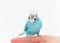 Budgerigar sitting on finger