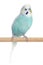 Budgerigar sitting on a perch