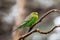 Budgerigar - song parrot perching on tree branch closeup.
