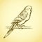 Budgerigar. Vector drawing