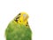 Budgerigar on white background