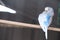 Budgerigar with White and Blue Colour