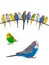 Budgerigars australian parakeets