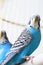 Budgerigars are blue. Two parrots in a cage. A pet. Parrot. Melopsittacus undulatus
