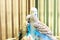 Budgerigars are blue. Two parrots in a cage. A pet. Parrot. Melopsittacus undulatus