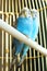 Budgerigars are blue. Two parrots in a cage. A pet. Parrot. Melopsittacus undulatus