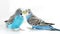 Budgerigars are blue. Two parrots on a white background. A pet. Parrot. Melopsittacus undulatus