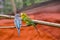 Budgerigars in different colors