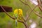 Budgerigars in different colors