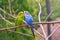 Budgerigars in different colors