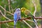 Budgerigars in different colors