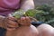 Budgerigars are fed from the hand