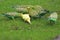 Budgerigars on grass