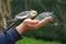 Budgerigars on hand