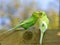 Budgerigars perched face to face