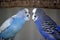 The budgerigars are perched on tree branch