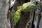 The budgerigars are preening each other