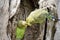 The budgerigars are preening each other