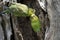 The budgerigars are preening each other