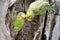 The budgerigars are preening each other