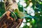 Budgerigars sitting in the nest