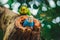 Budgerigars sitting in the nest