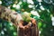 Budgerigars sitting in the nest