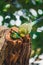 Budgerigars sitting in the nest