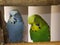 Budgerigars, small members of the Parrot family