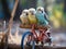 Budgerigars on toy bike playing photo settings mm f s ISO