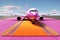 Budget Wings: Our low - cost airline will take you to new heights, with fares so low, you\\\'ll wonder if we use magic carpets