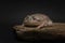Budgett's frog resting on flat stone. Funny amphibian on black background. Exotic pet in studio. Lepidobatrachus